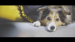 Abbott Lyon Dogs Trust Campaign